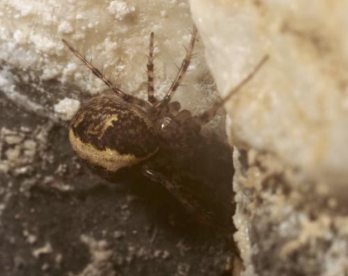Réf. 294 119 : Metellina merianae